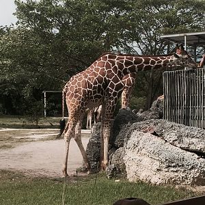 Africa- Reticulated Giraffe/Grant's Zebra/Grant's Gazelle/Ostrich