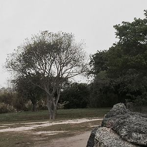 Africa- Reticulated Giraffe/Grant's Zebra/Grant's Gazelle/Ostrich