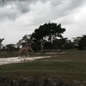 Africa- Reticulated Giraffe/Grant's Zebra/Grant's Gazelle/Ostrich