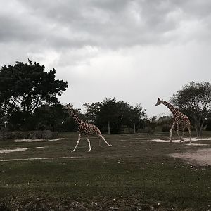 Africa- Reticulated Giraffe/Grant's Zebra/Grant's Gazelle/Ostrich
