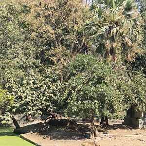 crocodylian enclosure, Mumbai Zoo