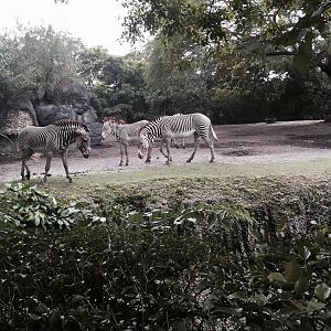 Africa- Grevy's Zebra
