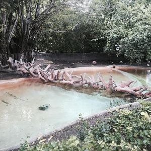Africa- Pygmy Hippopotamus