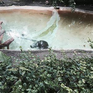 Africa- Pygmy Hippopotamus