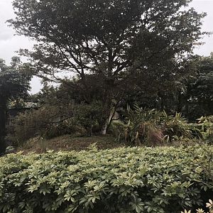 Africa- Lesser Nosed Guenon