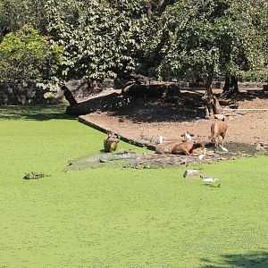 crocodylian enclosure, Mumbai Zoo