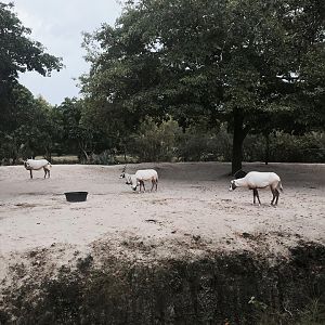 Asia- Arabian Oryx