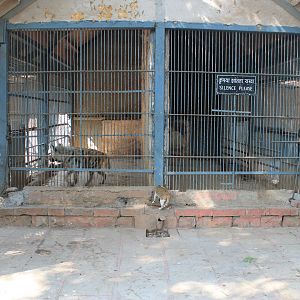 striped hyaenas, Mumbai Zoo