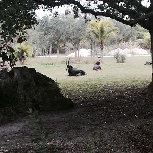 Asia- Sable Antelope