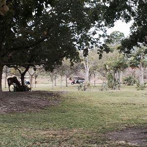 Asia- Sable Antelope