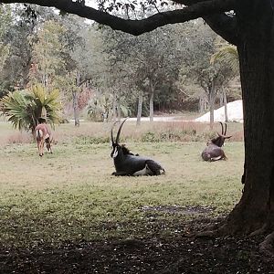 Asia- Sable Antelope