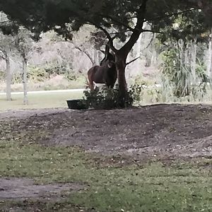 Asia- Sable Antelope