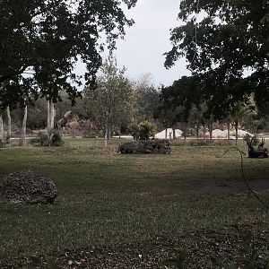 Asia- Sable Antelope