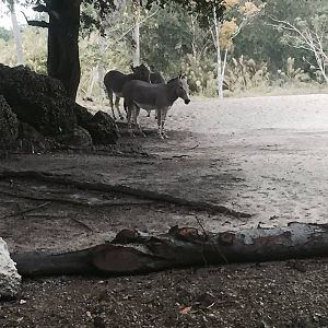 Asia- Somali Wild Ass