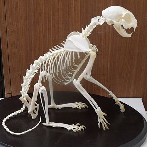 Cat skeleton