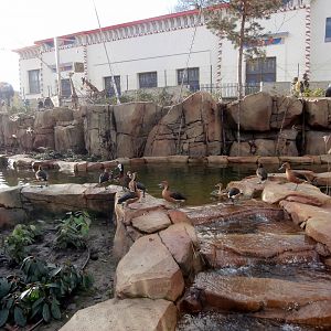 Duck pond inside the Savannah Aviary