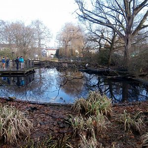 Hippotopia - Great cormorant enclosure