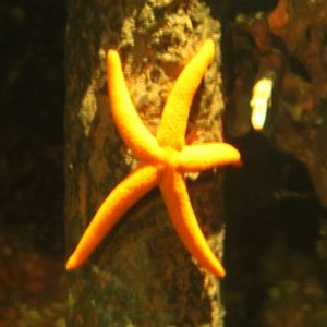 Linckia sea star