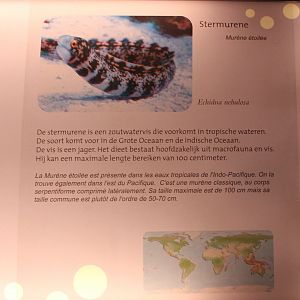 Sign Echidna nebulosa