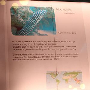 Sign Gymnomuraena zebra