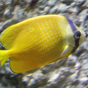 Sunburst butterflyfish - Chaetodon kleinii