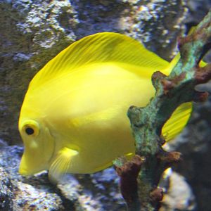 Yellow surgeonfish - Zebrasoma flavescens