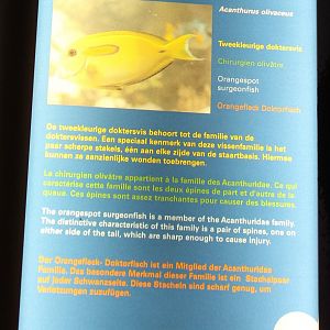 Sign Acanthurus olivasceus