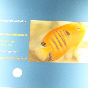 Sign Flame angelfish