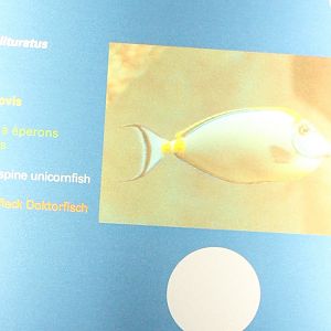 Sign Orangespine unicornfish