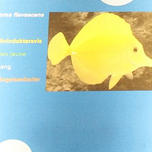 Sign Yellow surgeonfish