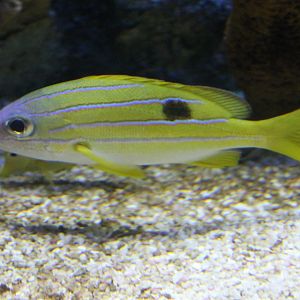 Lutjanus bengalensis