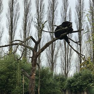 Andean Bear Resting on Tree