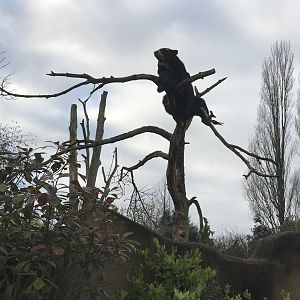 Andean Bear Resting on Tree