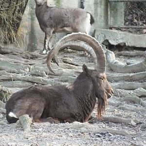 Siberian Ibex