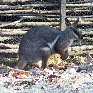 Yellow-footed Rock-wallaby