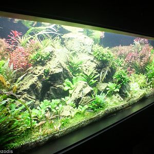 Freshwater Fish Aquarium