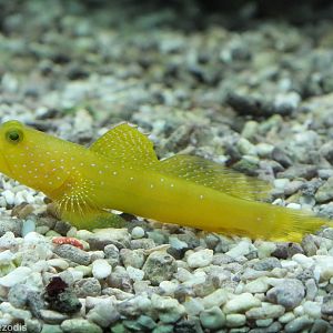 Yellow Watchman Goby