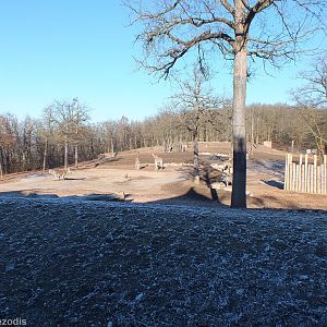 Giraffe, Zebra, and Blesbok Paddock