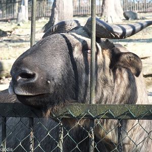 Friendly Takin