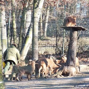 Gelada and Barbary Sheep Being Fed