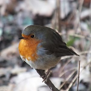 Wild Robin
