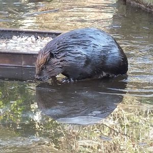 North American Beaver Climbing onto Ice