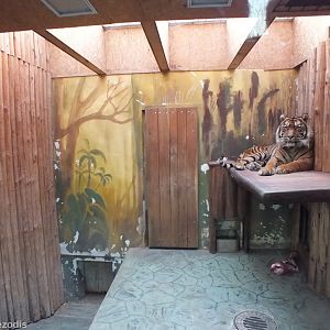 Sumatran Tiger in Indoor Area