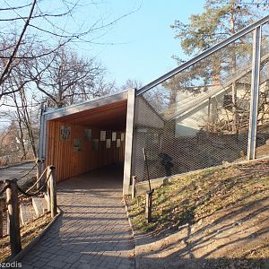 Black-and-white Ruffed Lemur Enclosure and Viewing Area