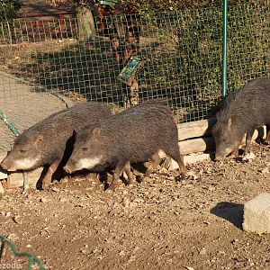 White-lipped Peccaries