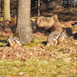 Yellow-footed Rock-wallabies Enjoying the Afternoon Sun
