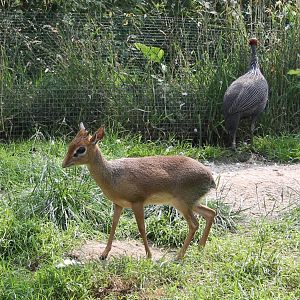 Kirk's  dikdik and Vulturine guineafowl
