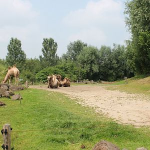 Camel enclosure