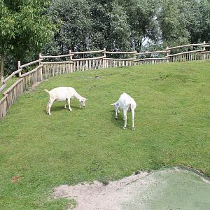Goat-enclosure