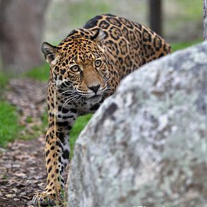 female jaguar